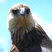 Madagascar Fish-Eagle